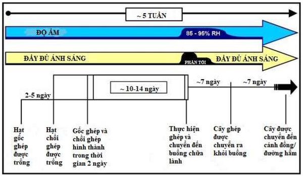 AN43 Tom Fig2 Vietnamese